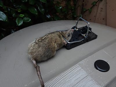 rodent trapping